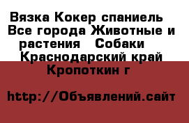 Вязка Кокер спаниель - Все города Животные и растения » Собаки   . Краснодарский край,Кропоткин г.